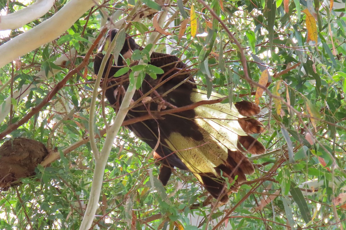 Cacatúa Fúnebre Coliamarilla - ML615489974