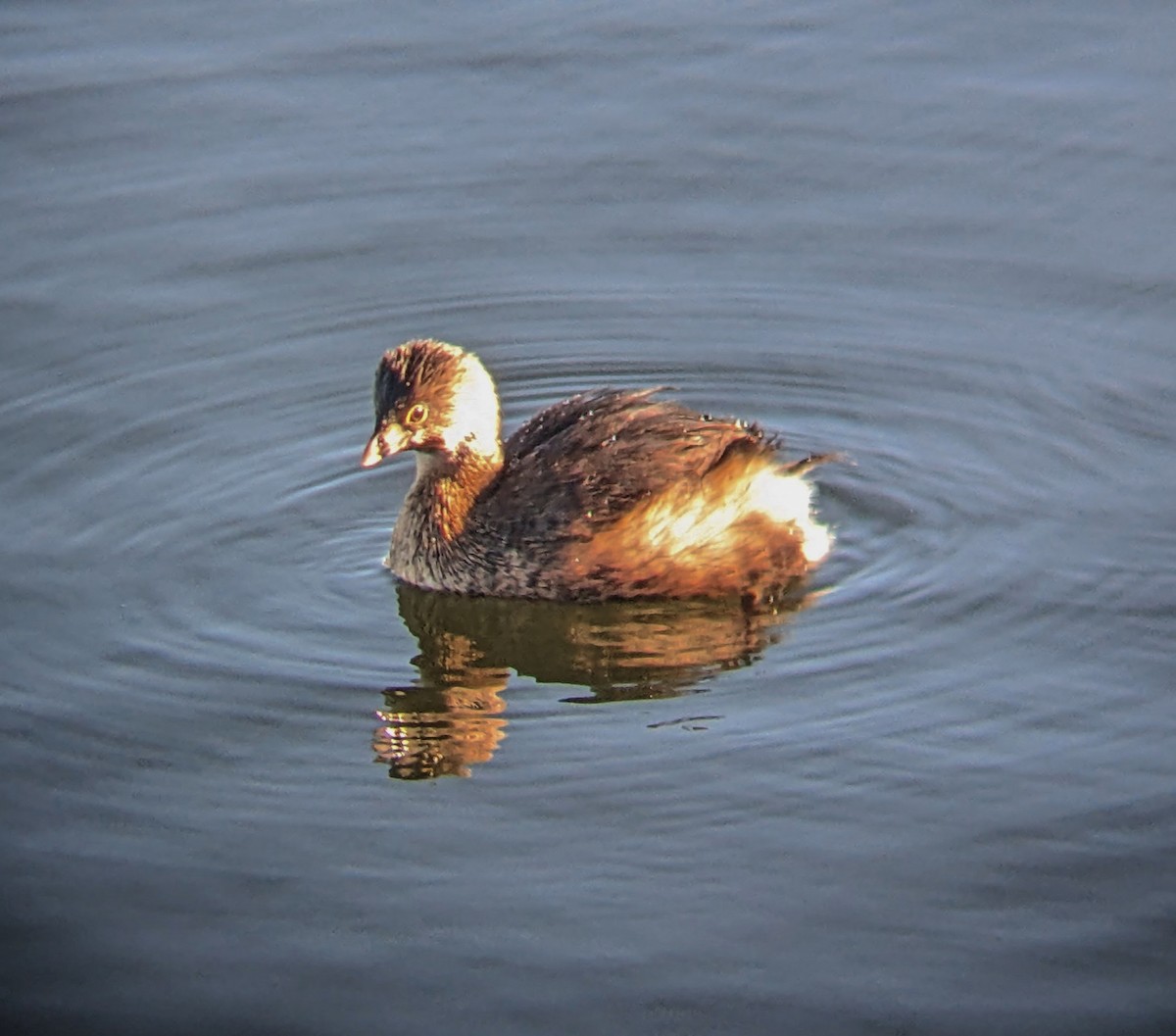 Pied-billed Grebe - ML615490032