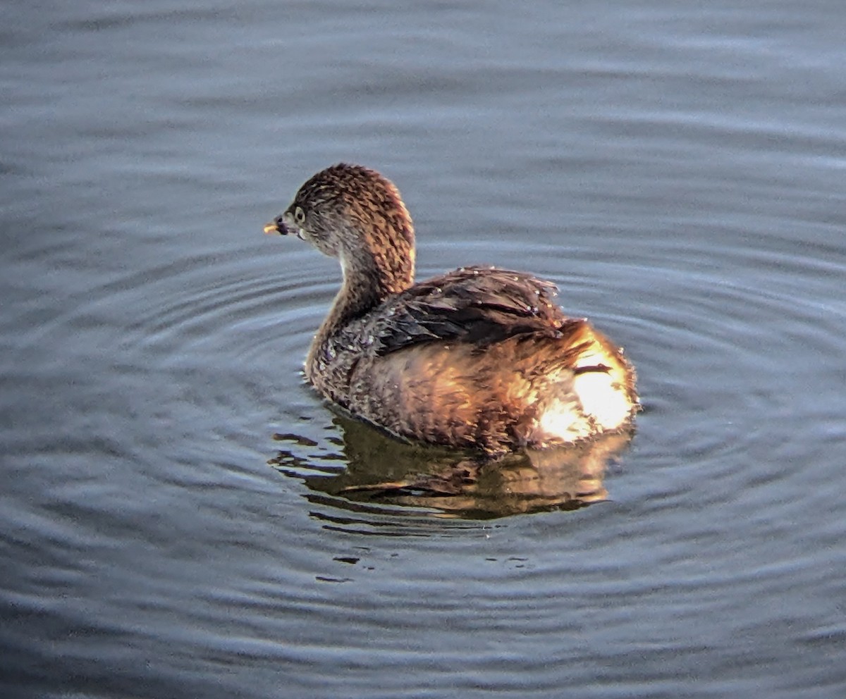 Pied-billed Grebe - ML615490033