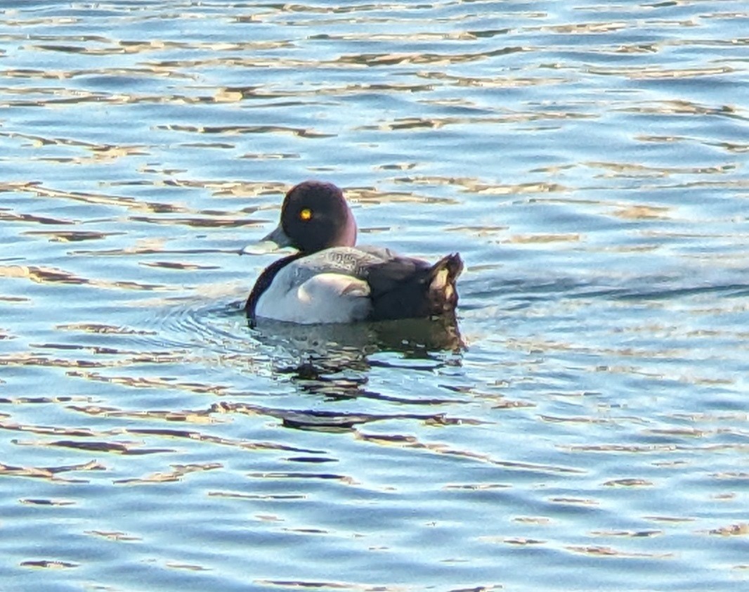 Lesser Scaup - ML615490035