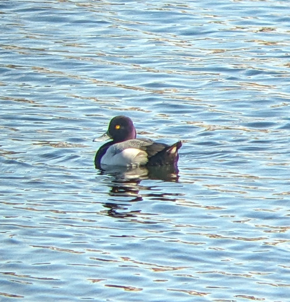 Lesser Scaup - ML615490036