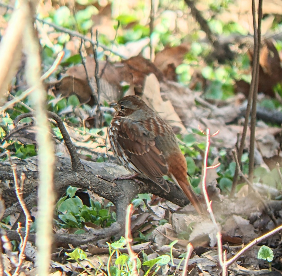 Fox Sparrow - ML615490043