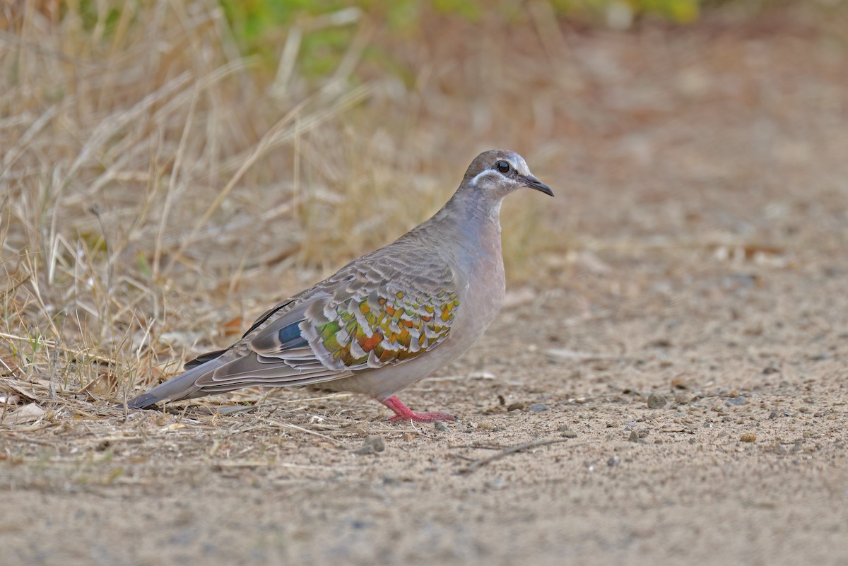 Common Bronzewing - Philip Karstadt