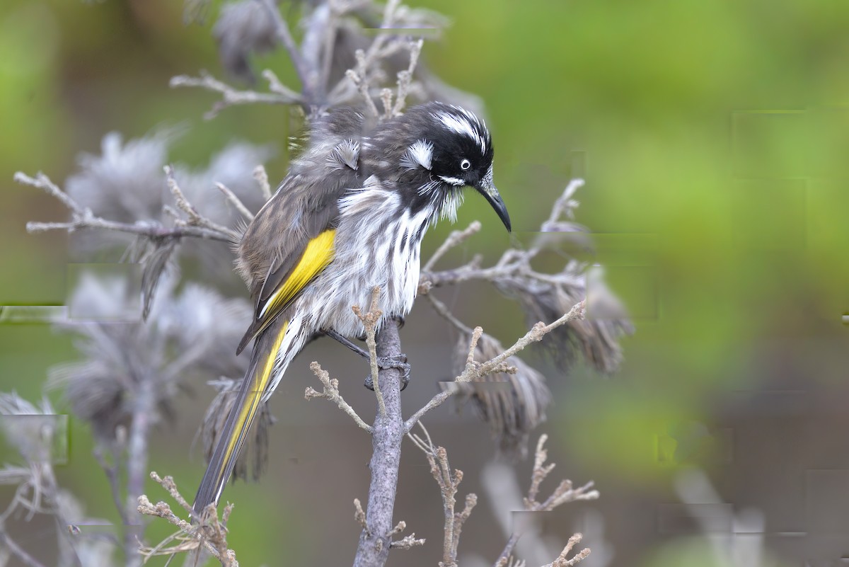 New Holland Honeyeater - Philip Karstadt