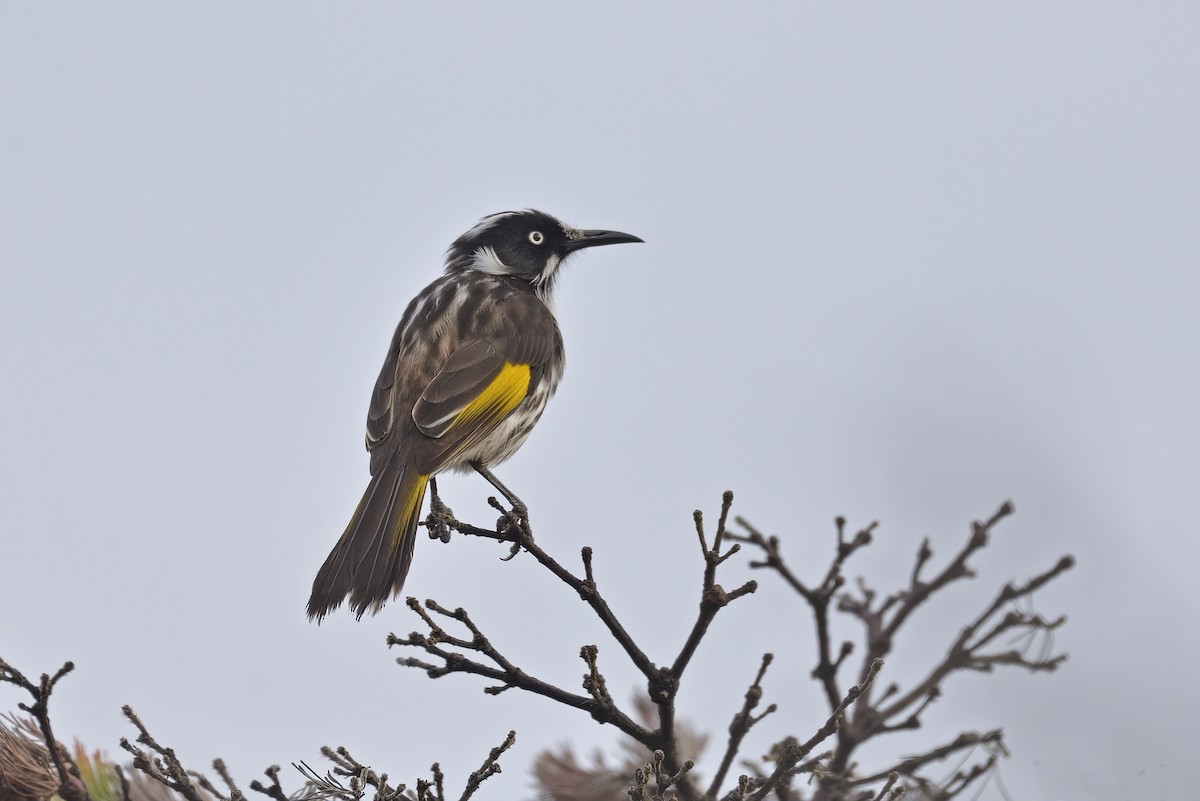 New Holland Honeyeater - ML615490094