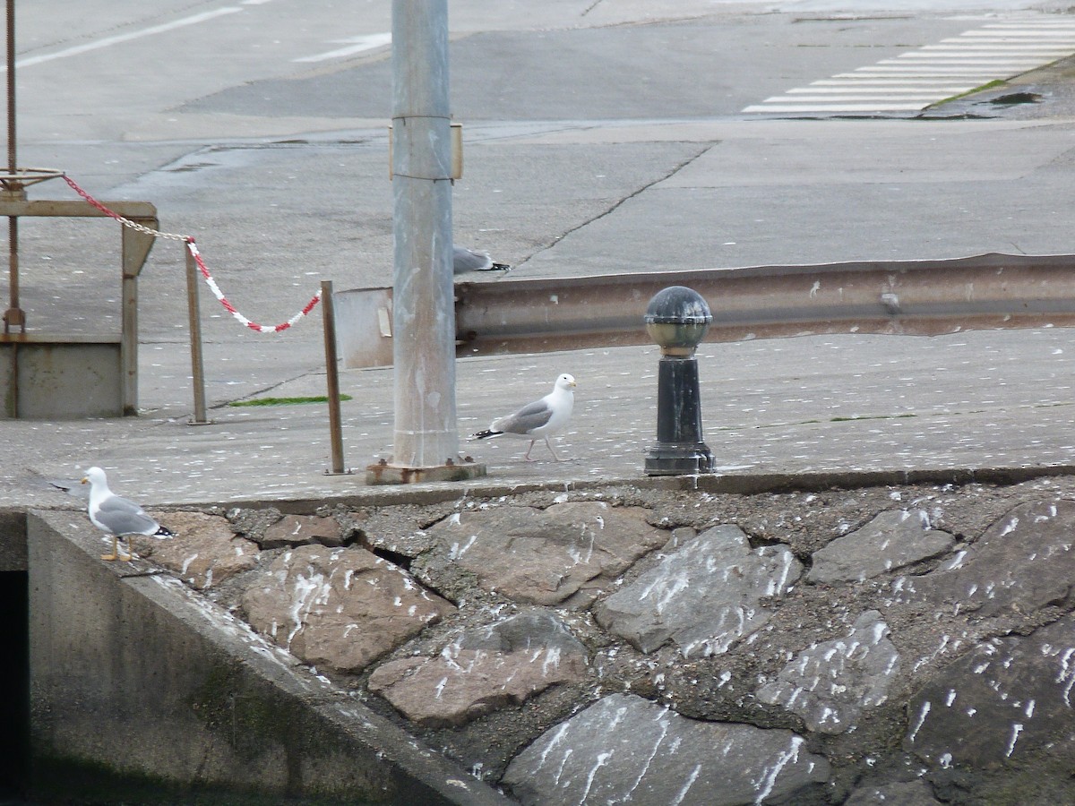 Caspian Gull - ML615490121