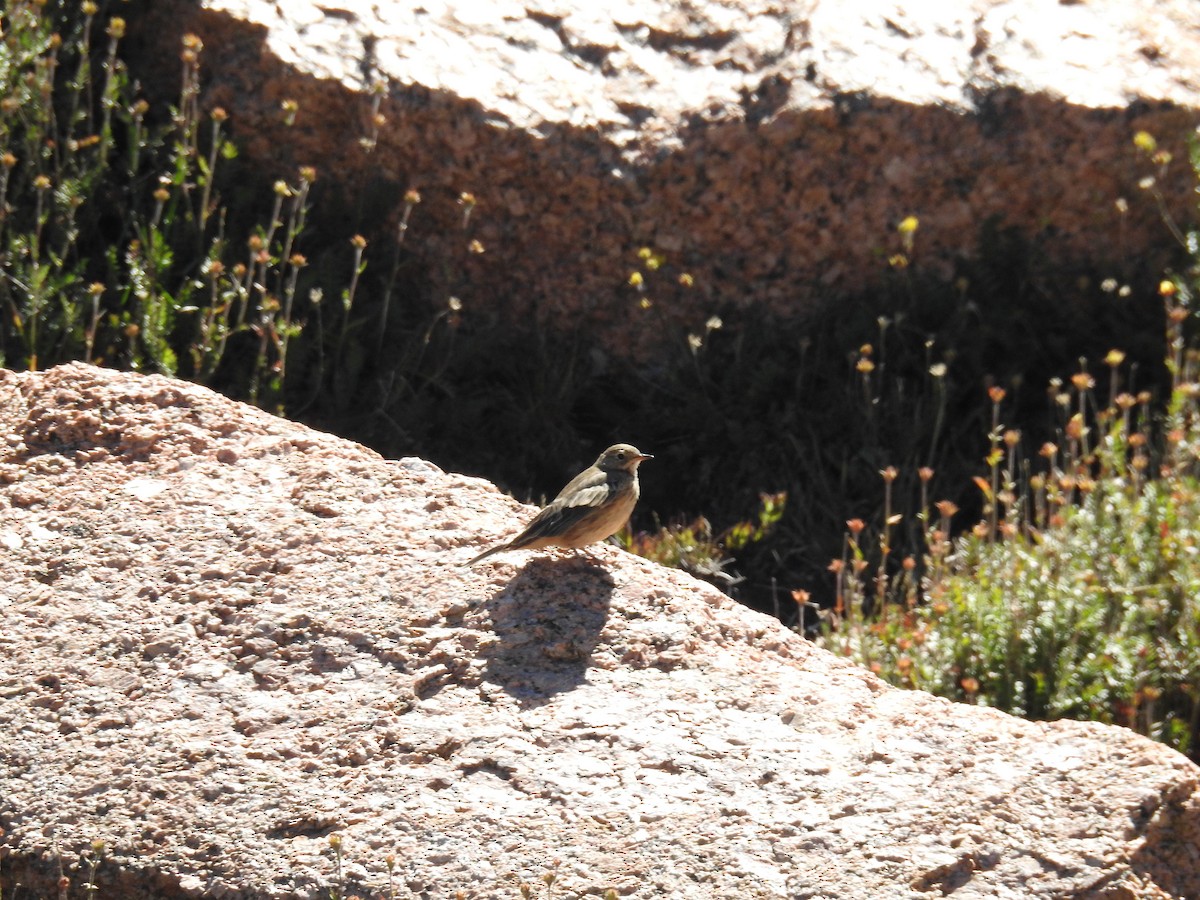 American Pipit - Tim Tucey