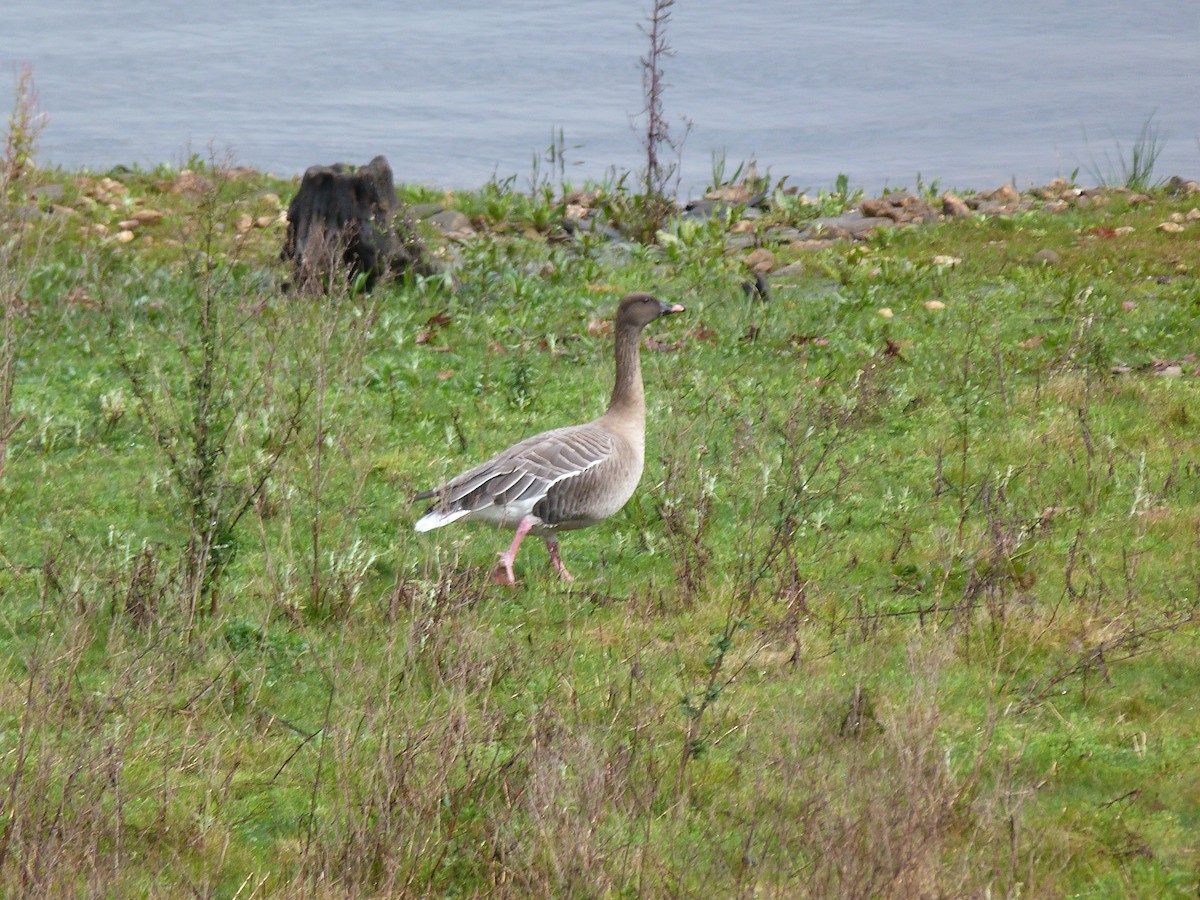 Pink-footed Goose - ML615490173