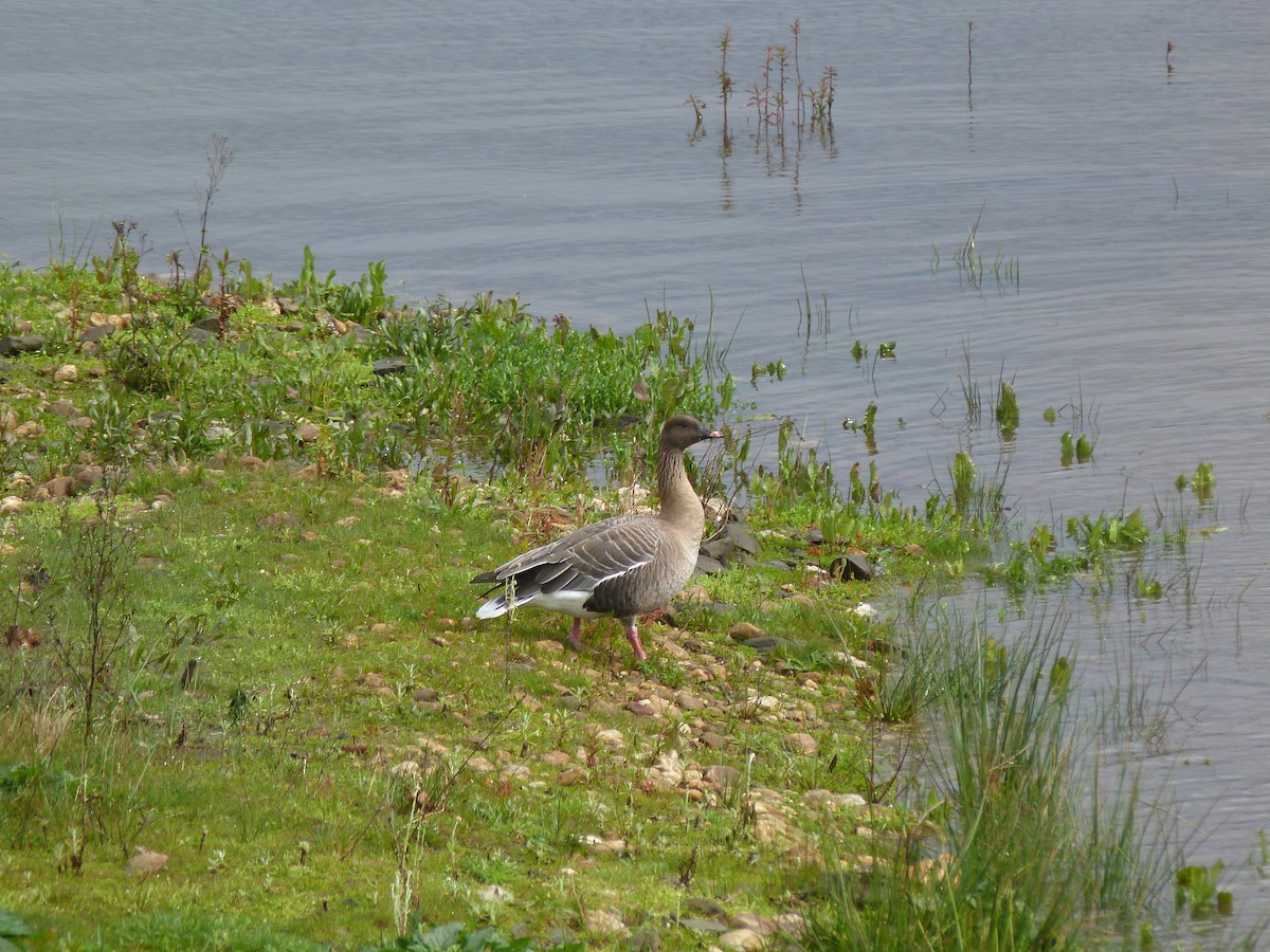 Pink-footed Goose - ML615490174