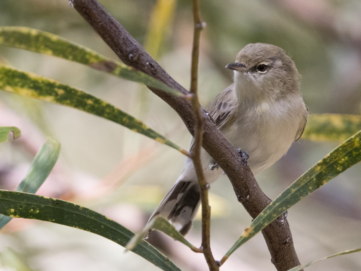 Western Gerygone - ML615490277