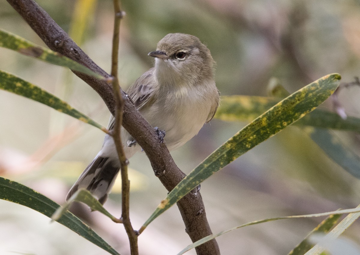 Western Gerygone - ML615490278