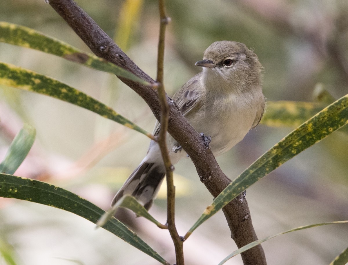 Western Gerygone - ML615490280