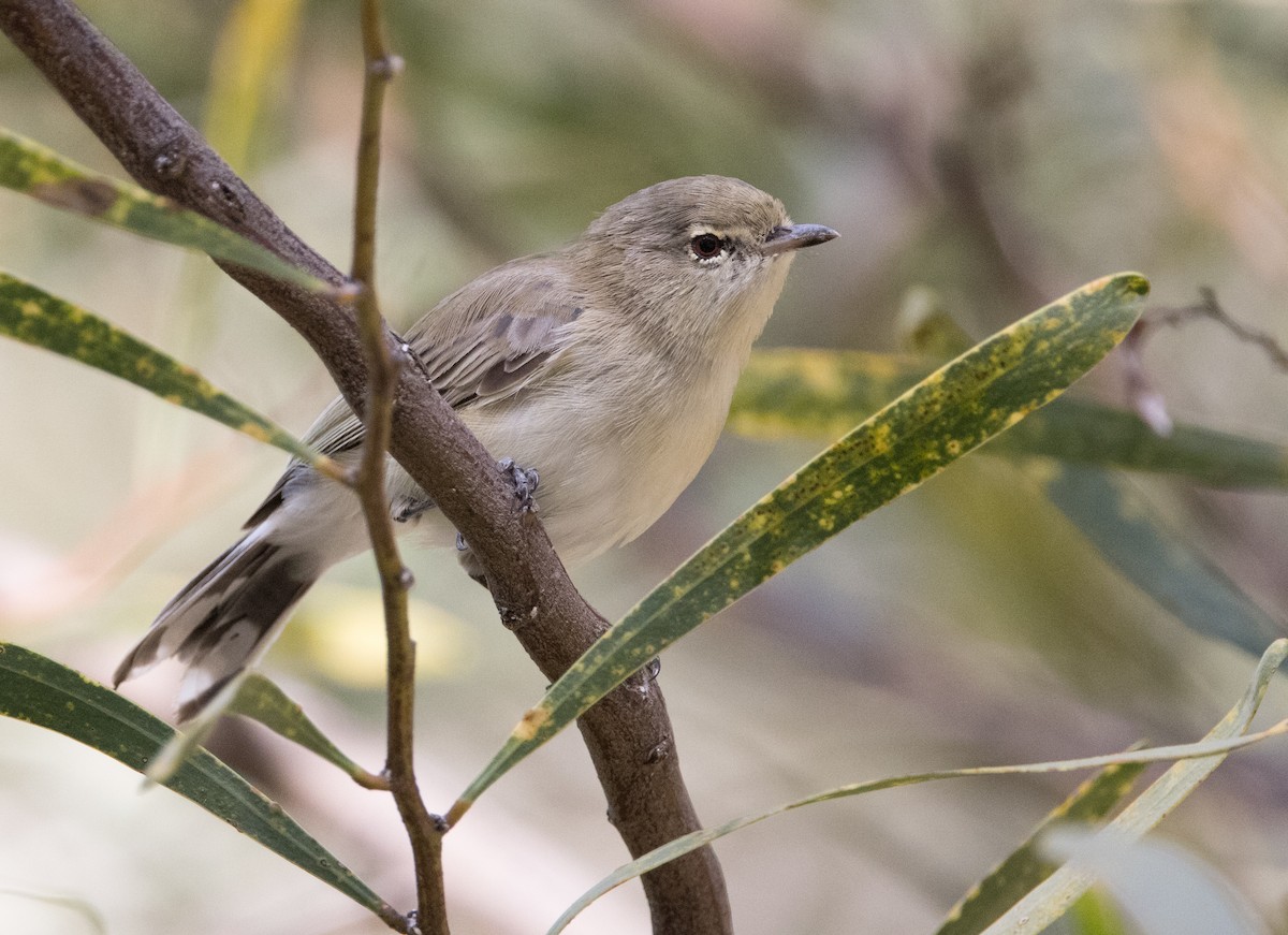 Western Gerygone - Chris Barnes