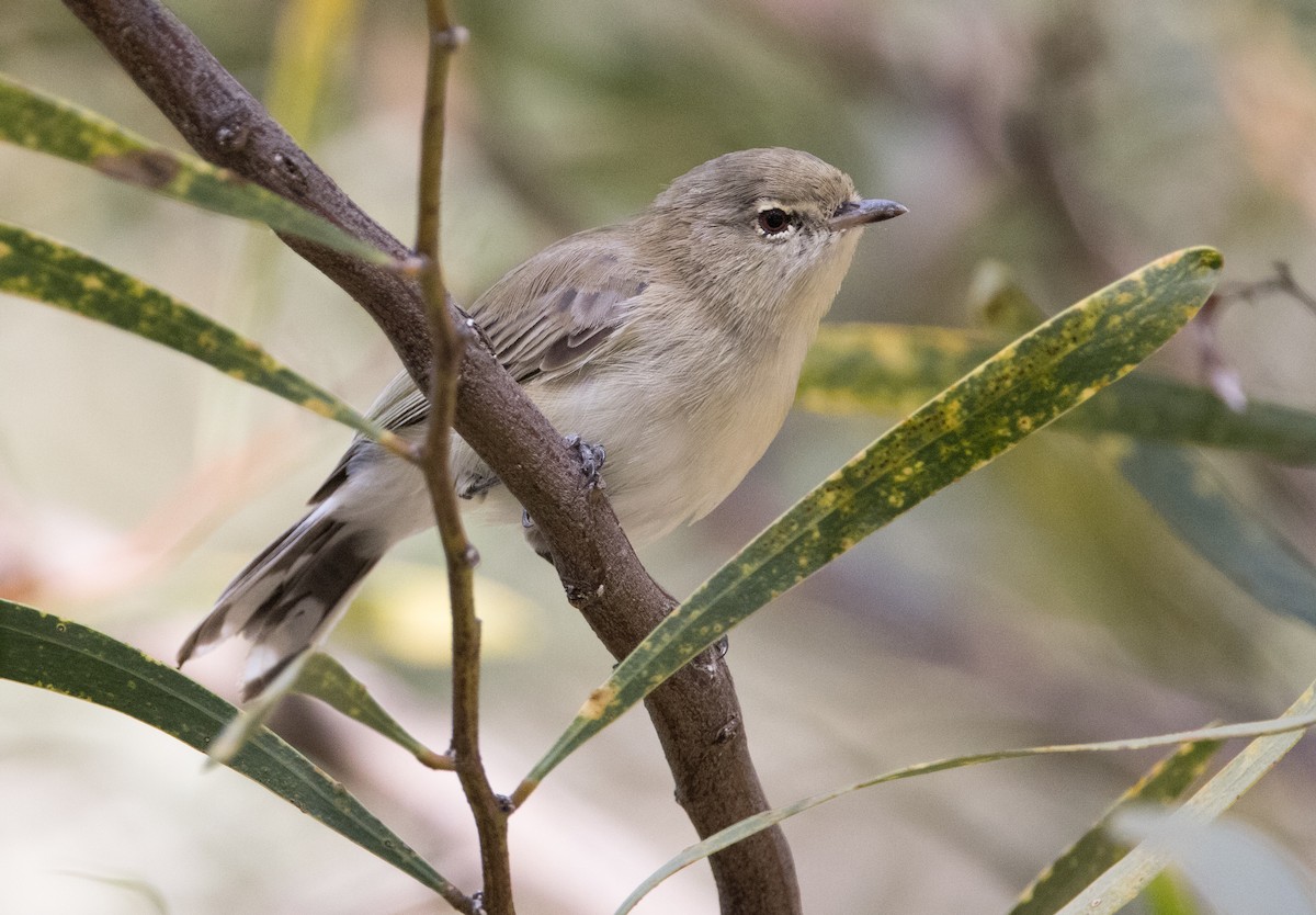 Western Gerygone - ML615490283