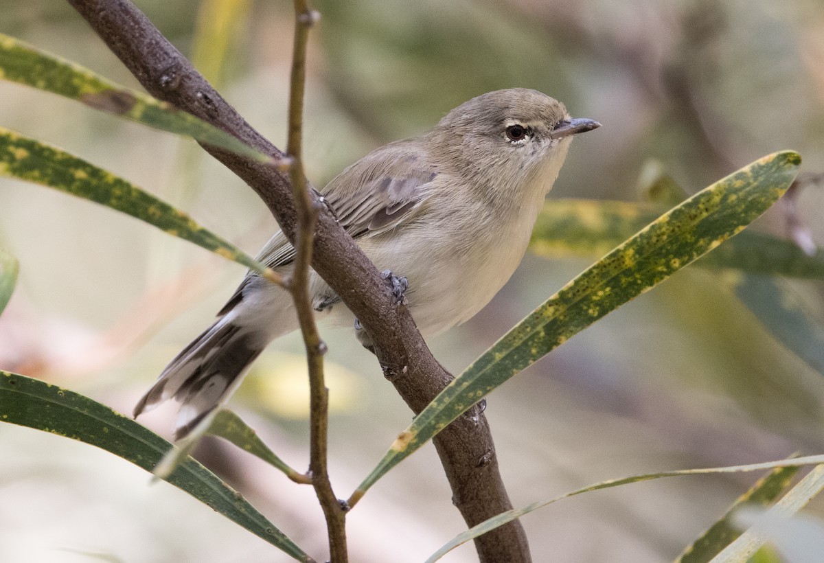 Western Gerygone - ML615490284