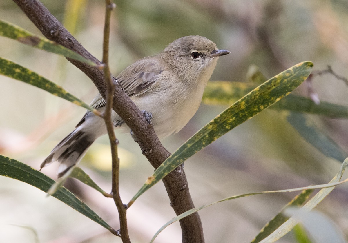 Western Gerygone - ML615490285