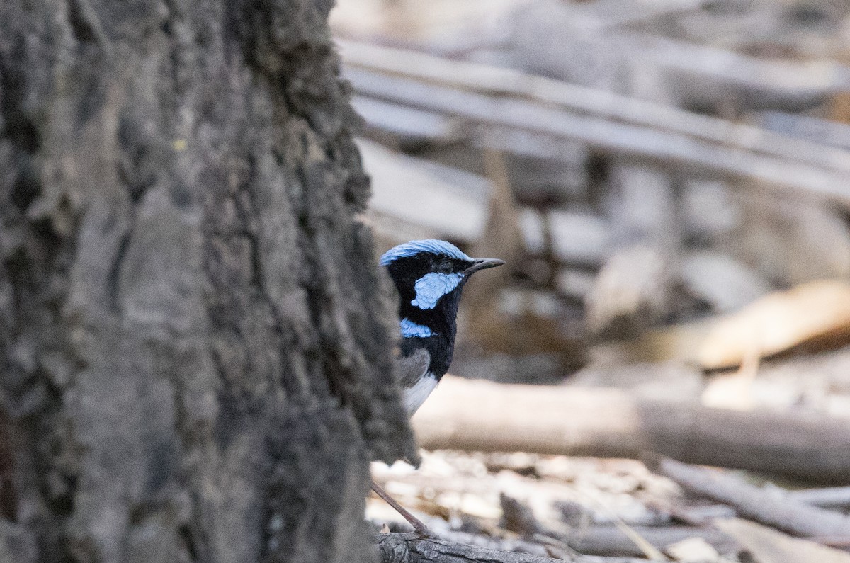 Superb Fairywren - ML615490328