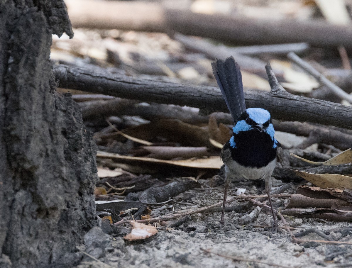 Superb Fairywren - ML615490329