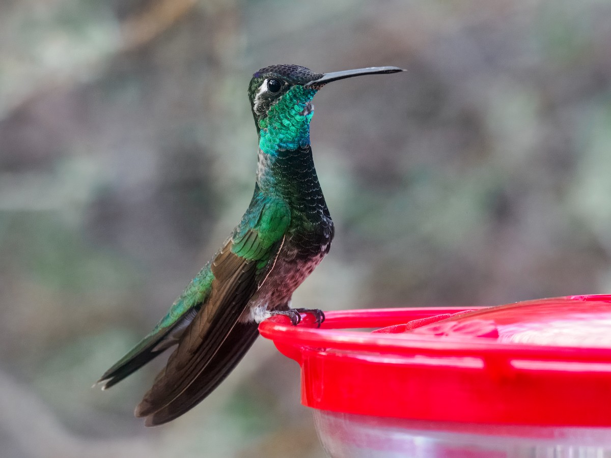 Rivoli's Hummingbird - ML615490376