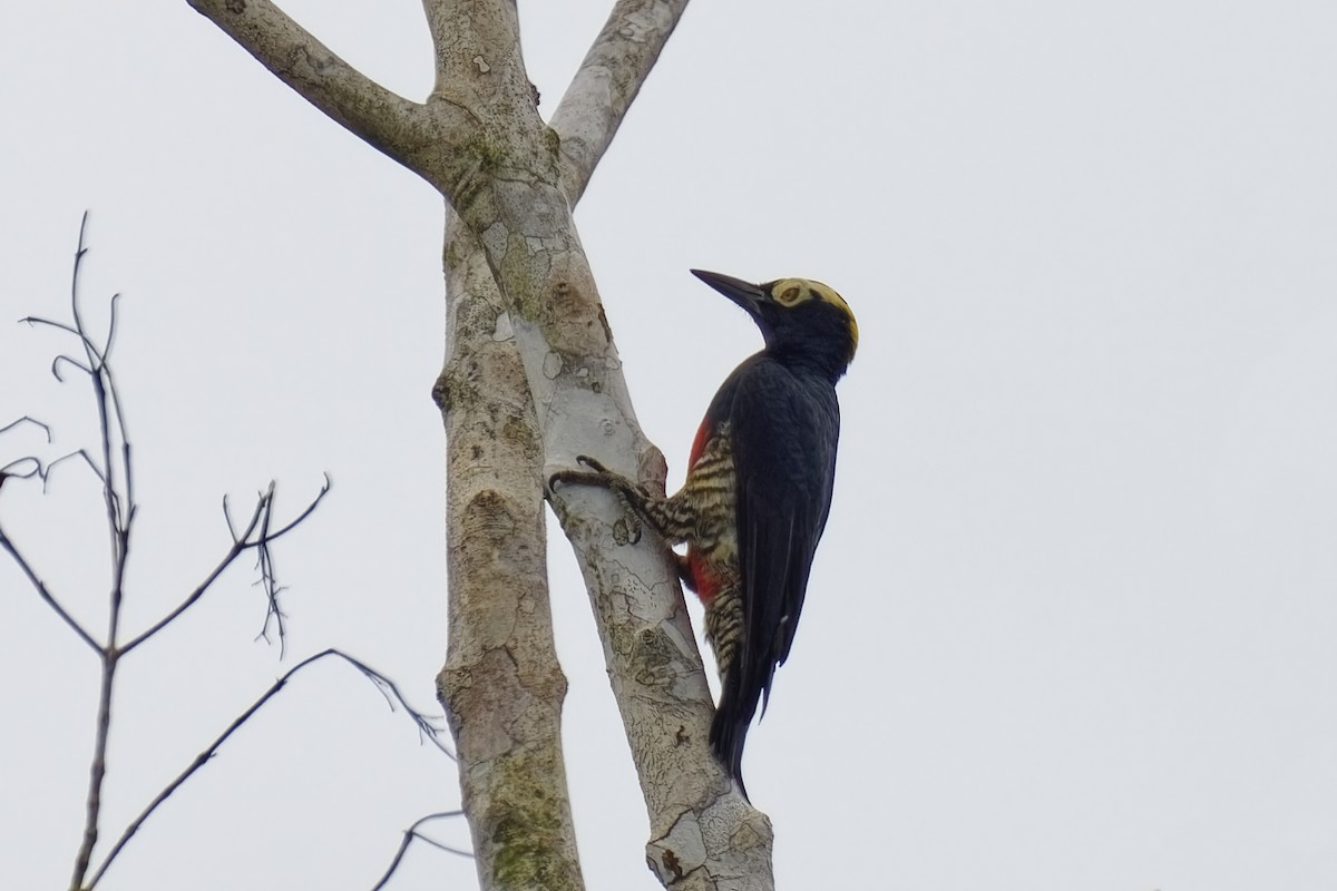 Yellow-tufted Woodpecker - ML615490420