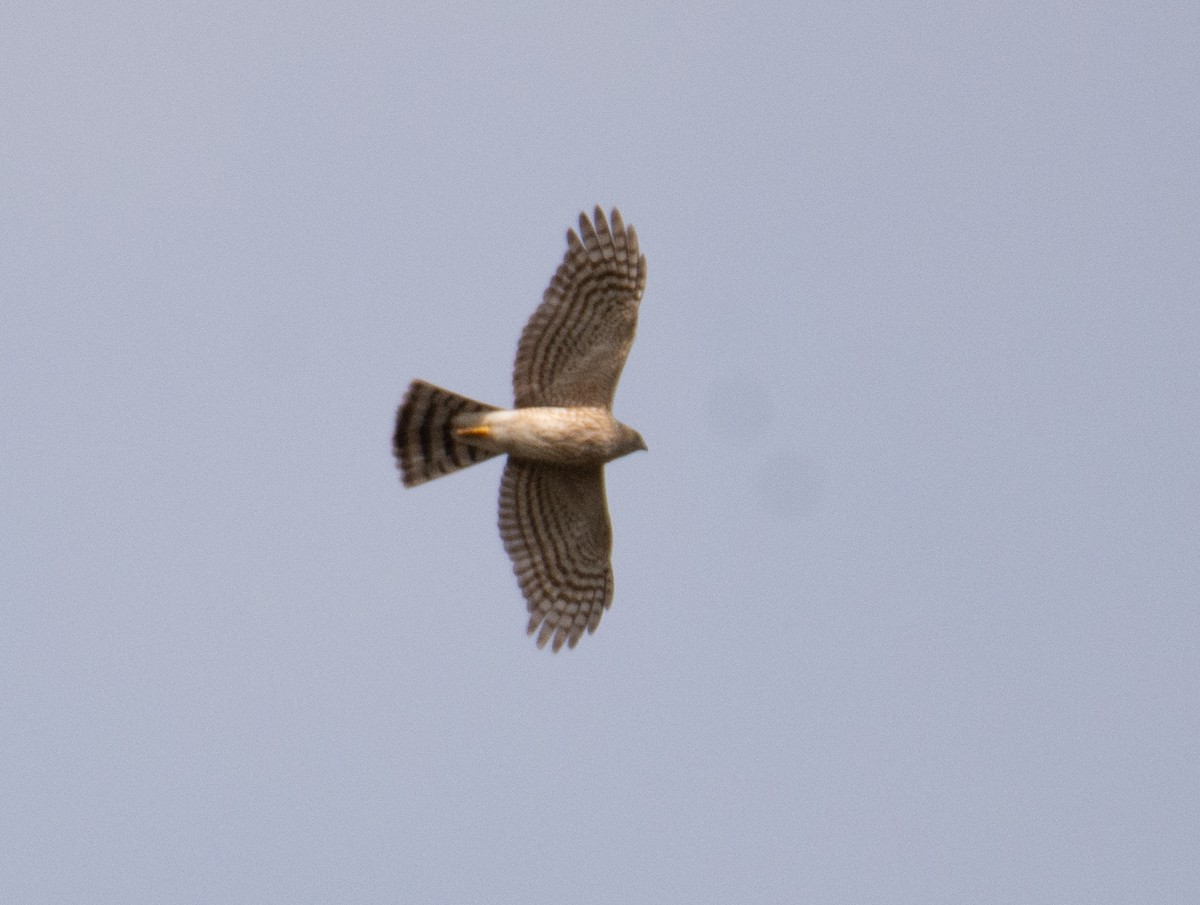 Sharp-shinned/Cooper's Hawk - ML615490425