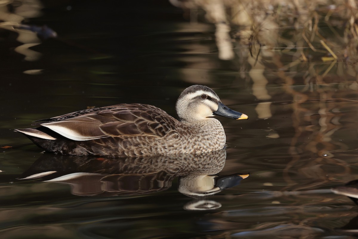 Eastern Spot-billed Duck - ML615490460