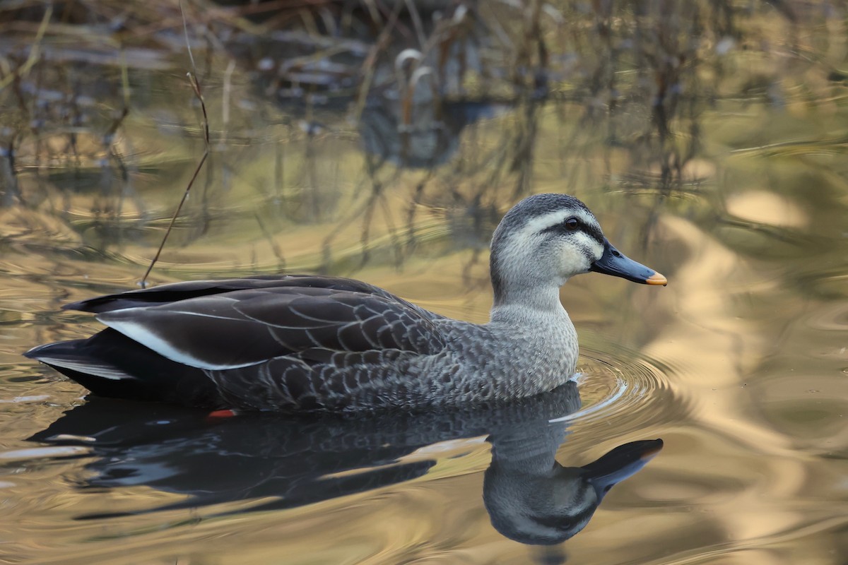 Eastern Spot-billed Duck - ML615490461