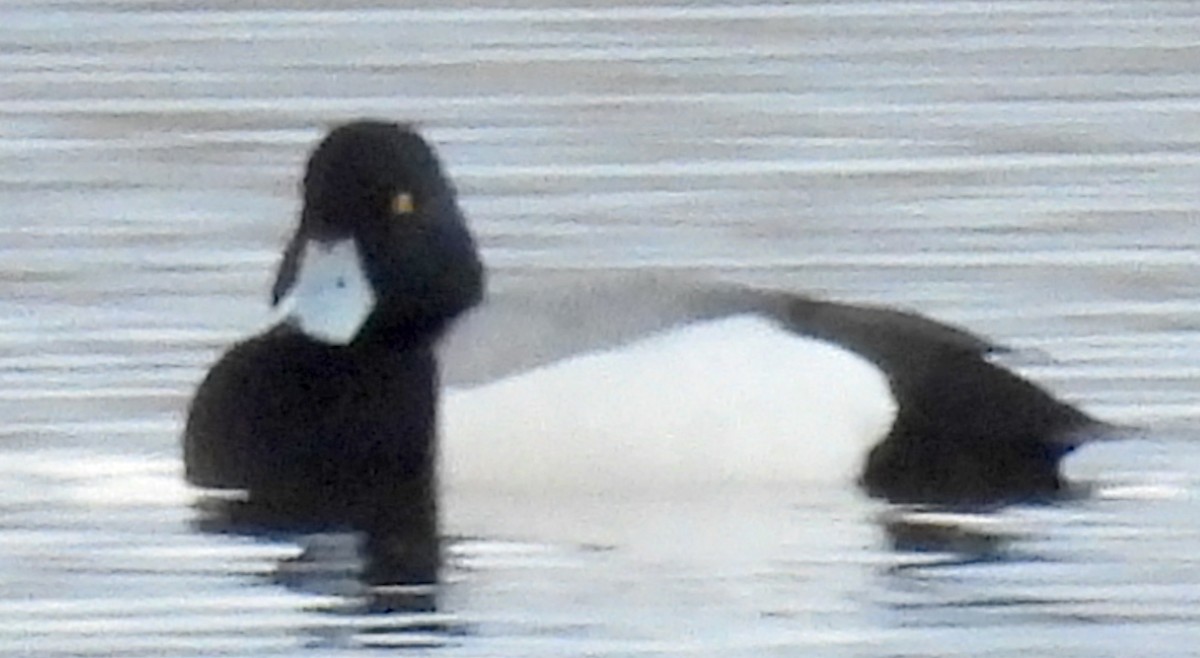 Greater Scaup - ML615490558