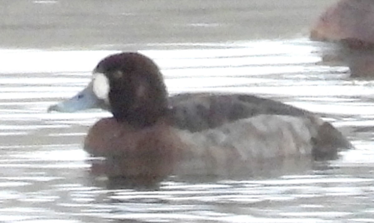 Greater Scaup - ML615490559