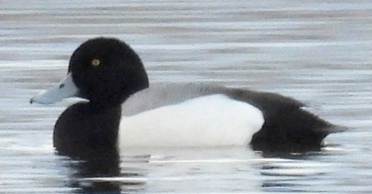 Greater Scaup - ML615490560