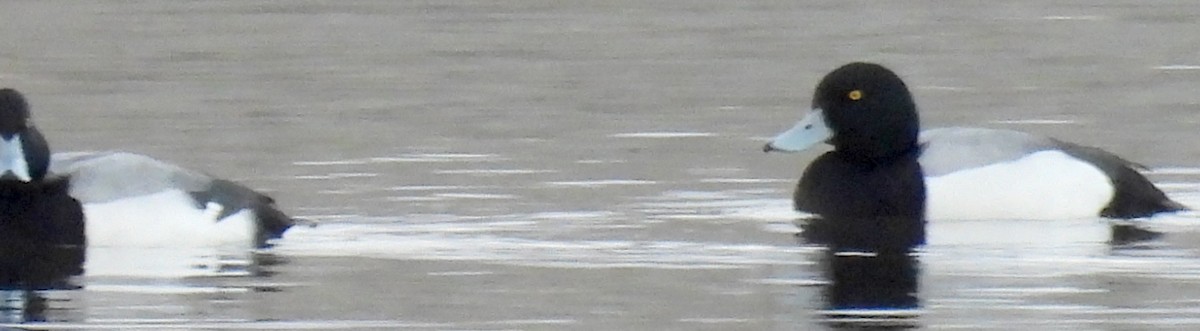 Greater Scaup - ML615490561