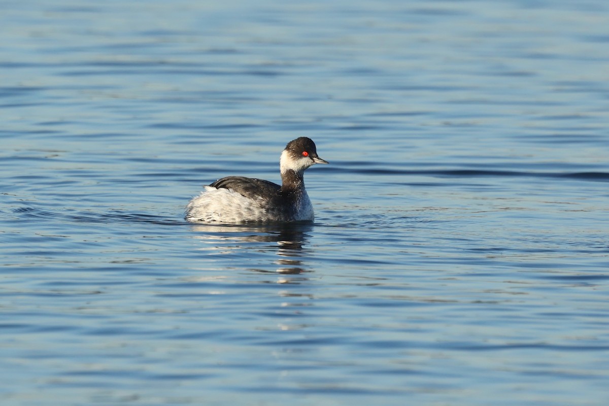 Eared Grebe - ML615490569