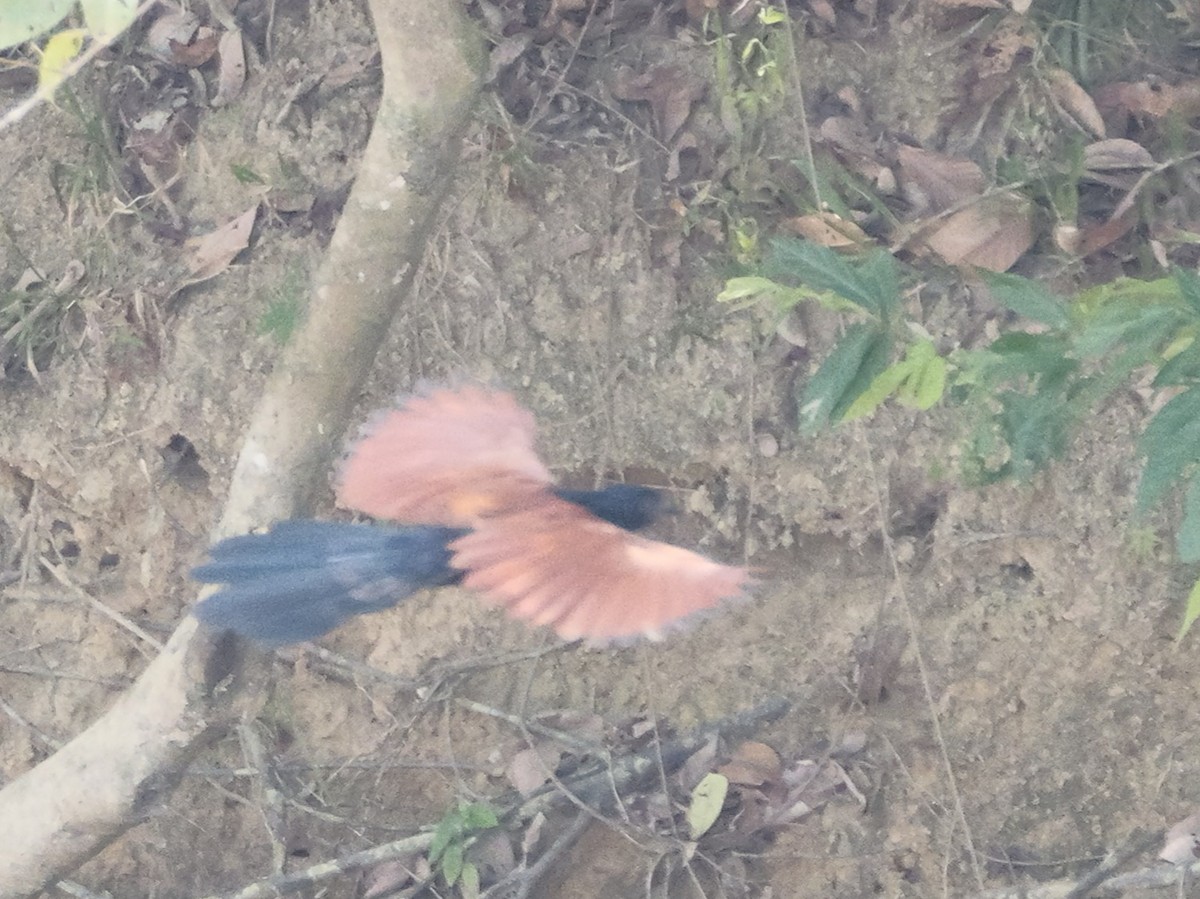 Greater Coucal - ML615490591