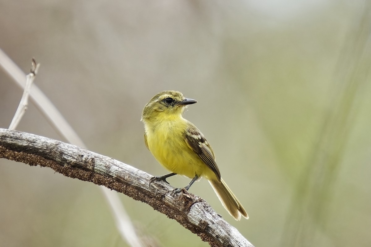 Yellow Tyrannulet - Holger Teichmann