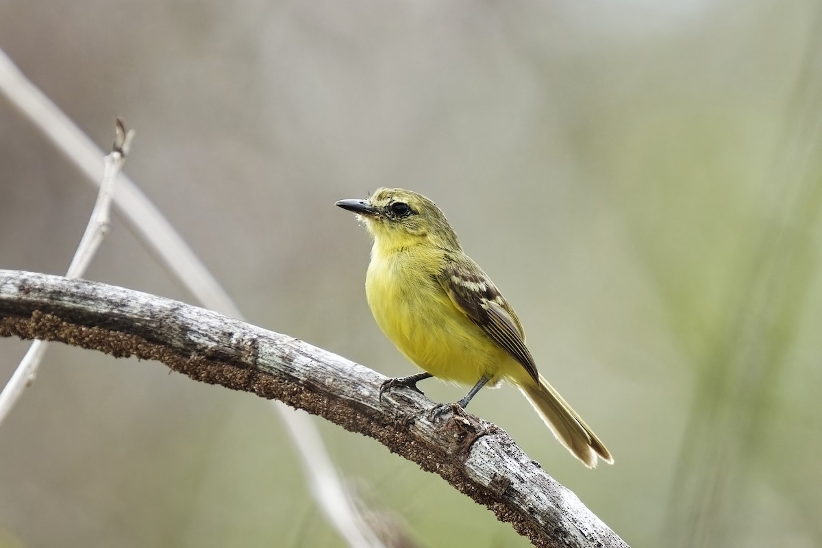 Yellow Tyrannulet - ML615490596