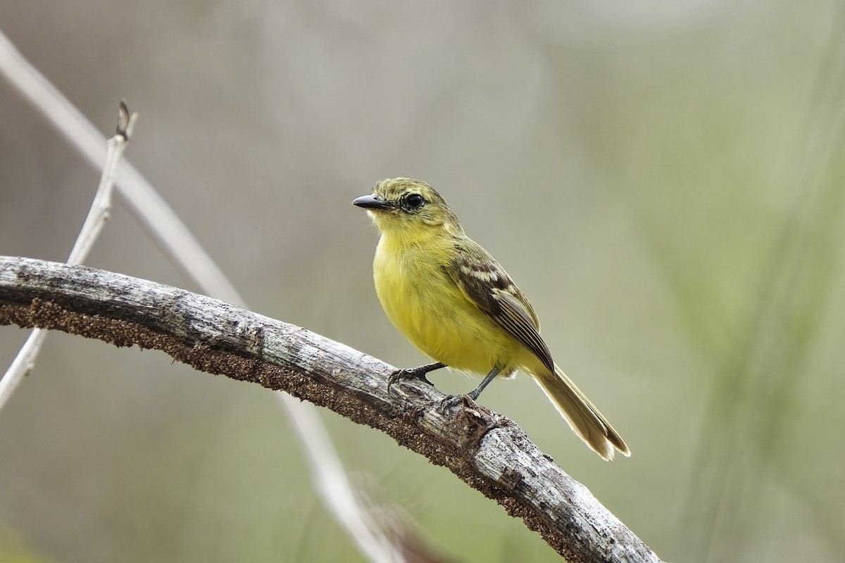 Mosquerito Amarillo - ML615490597