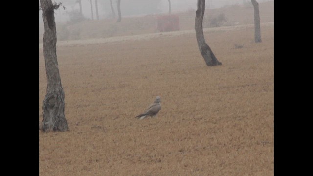 Saker Falcon - ML615490607