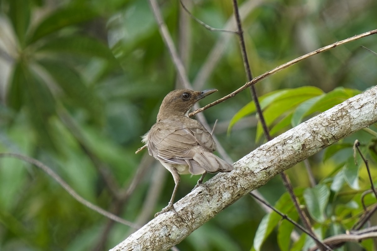 Black-billed Thrush (Amazonian) - Holger Teichmann