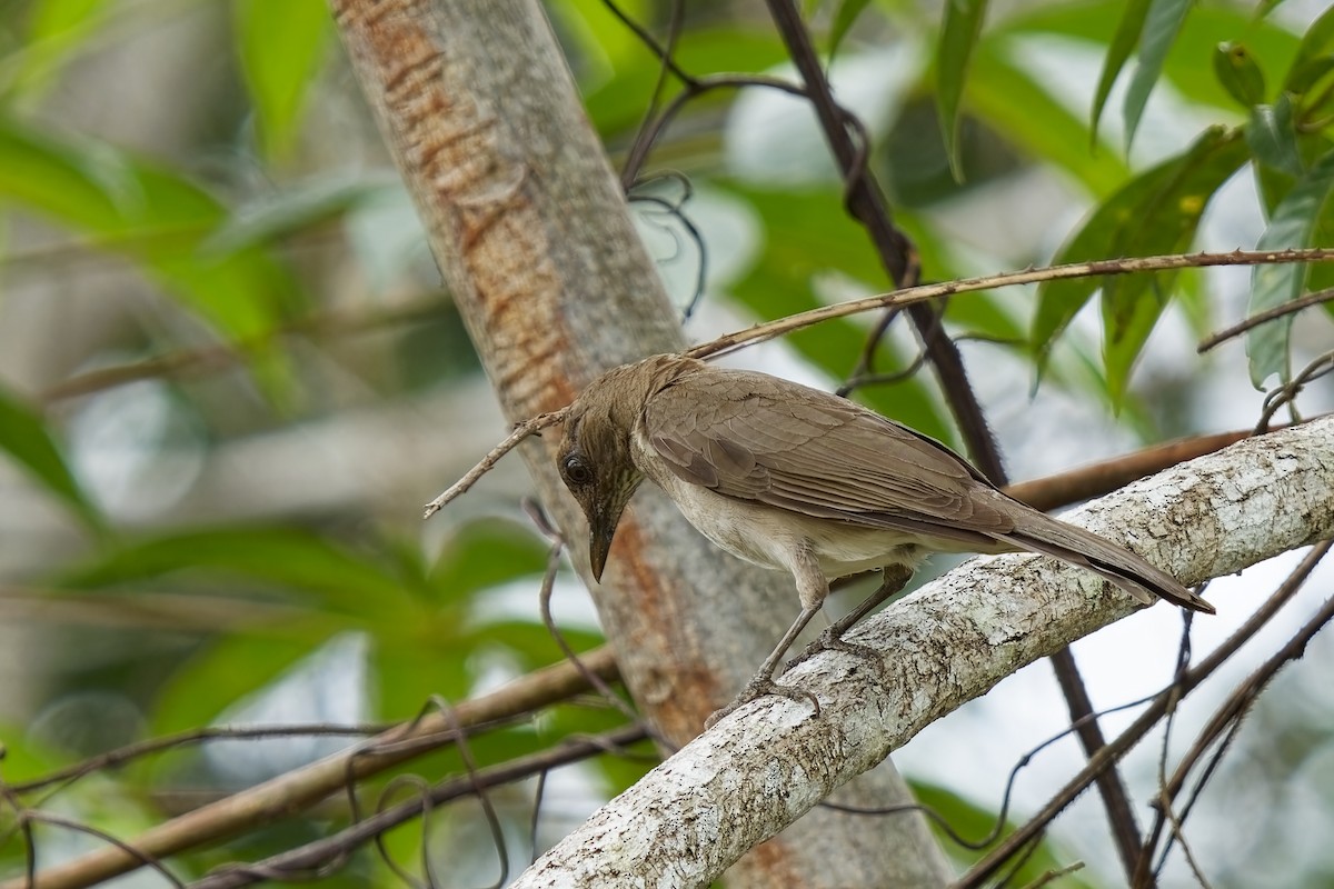 Black-billed Thrush (Amazonian) - ML615490620