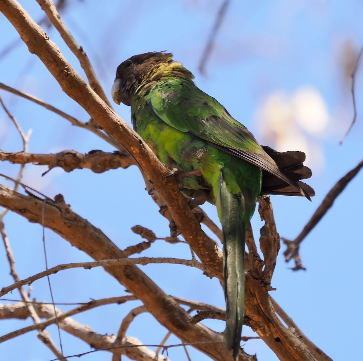 Воротничковый попугай (semitorquatus) - ML615490624