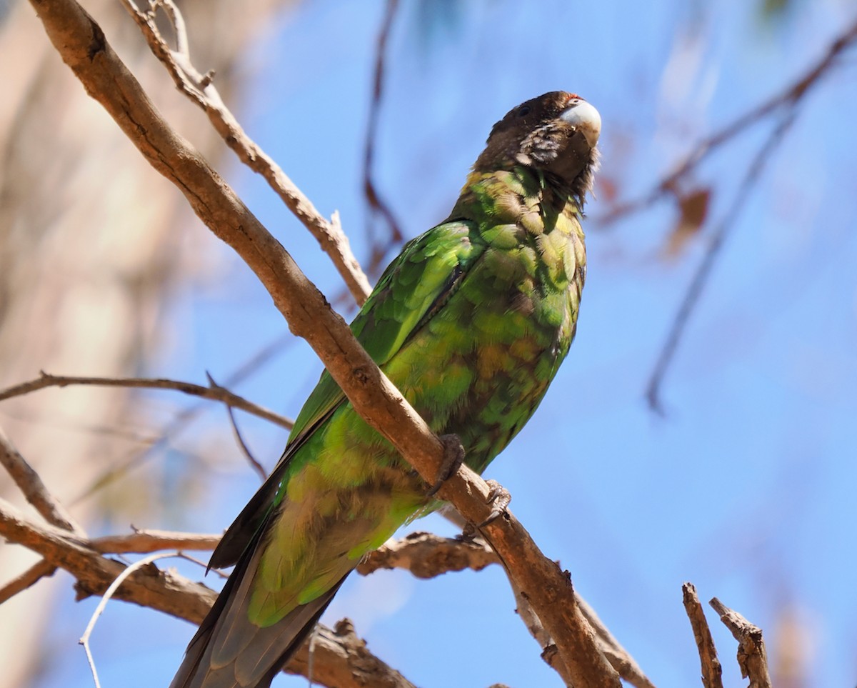 barnard límcový (ssp. semitorquatus) - ML615490625