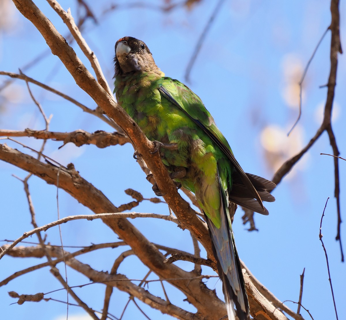 Воротничковый попугай (semitorquatus) - ML615490626