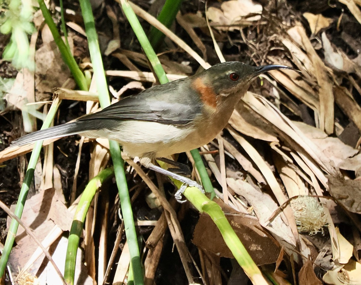 Western Spinebill - Ken Glasson