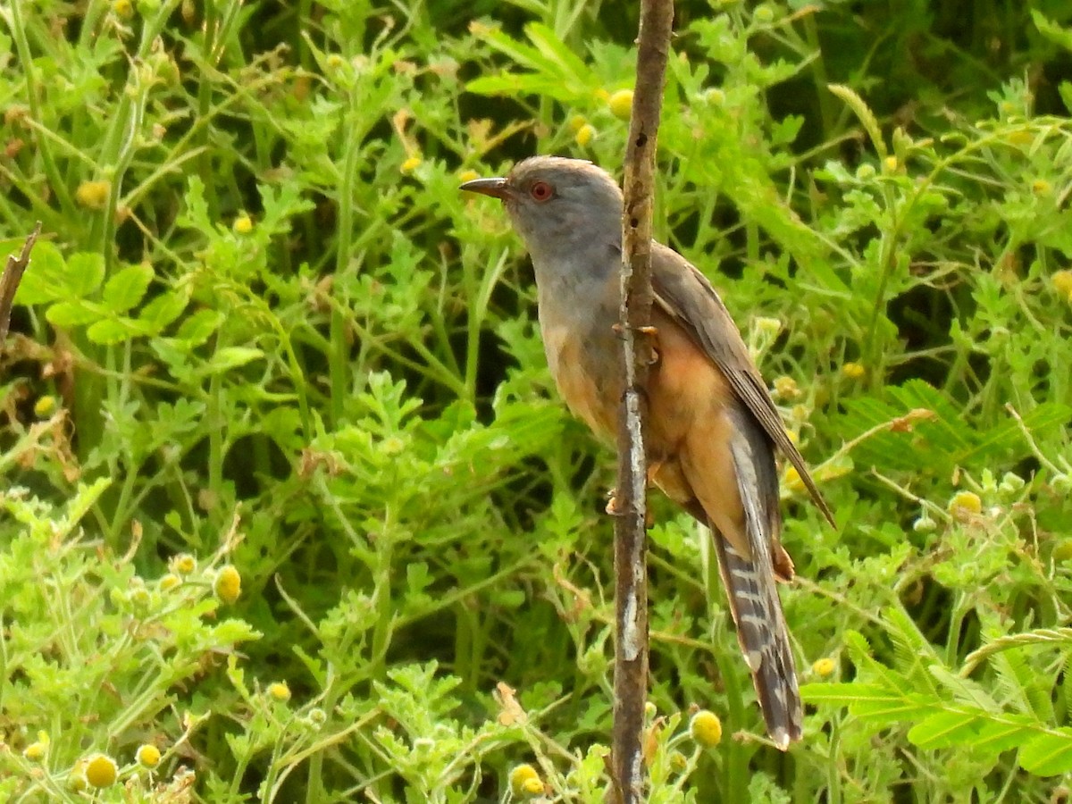 Plaintive Cuckoo - ML615490713