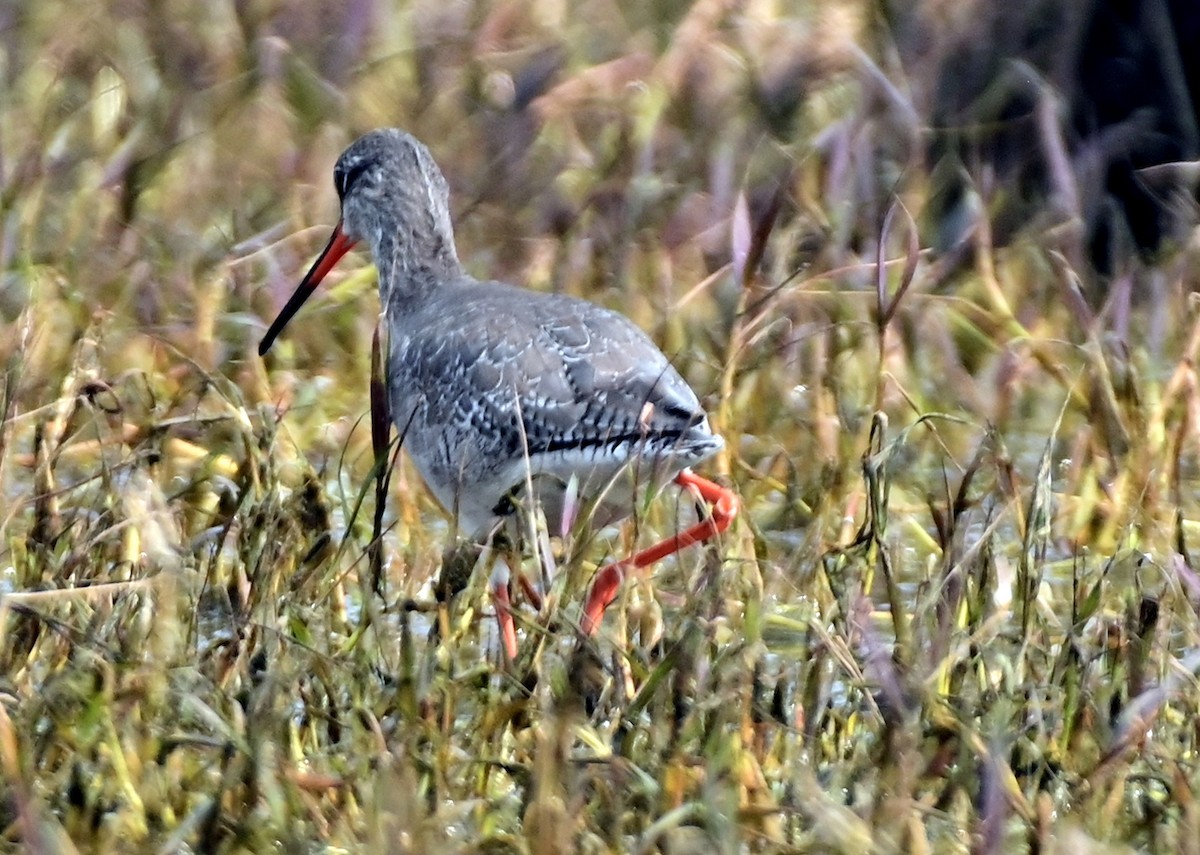 Spotted Redshank - ML615490742