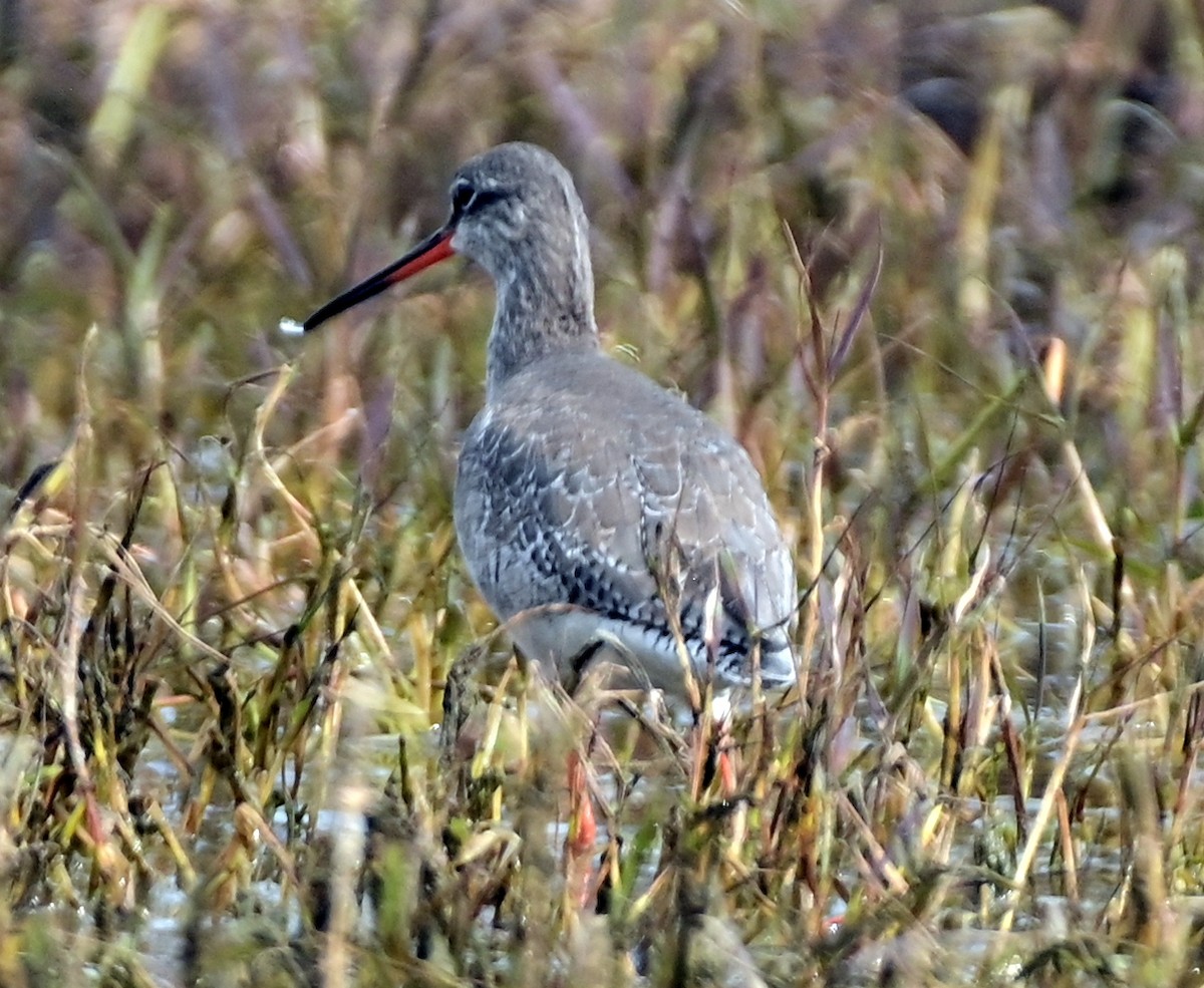 Spotted Redshank - ML615490743