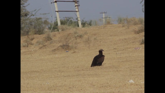 Cinereous Vulture - ML615490807