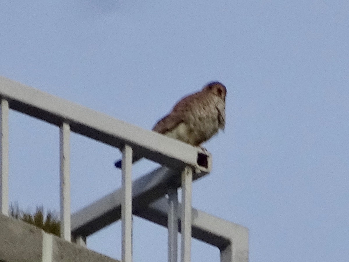 American Kestrel - ML615490849