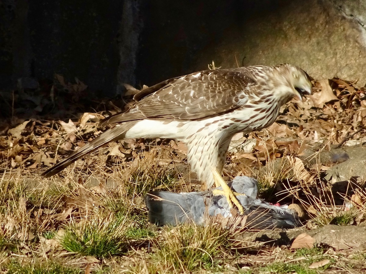 Cooper's Hawk - ML615490870