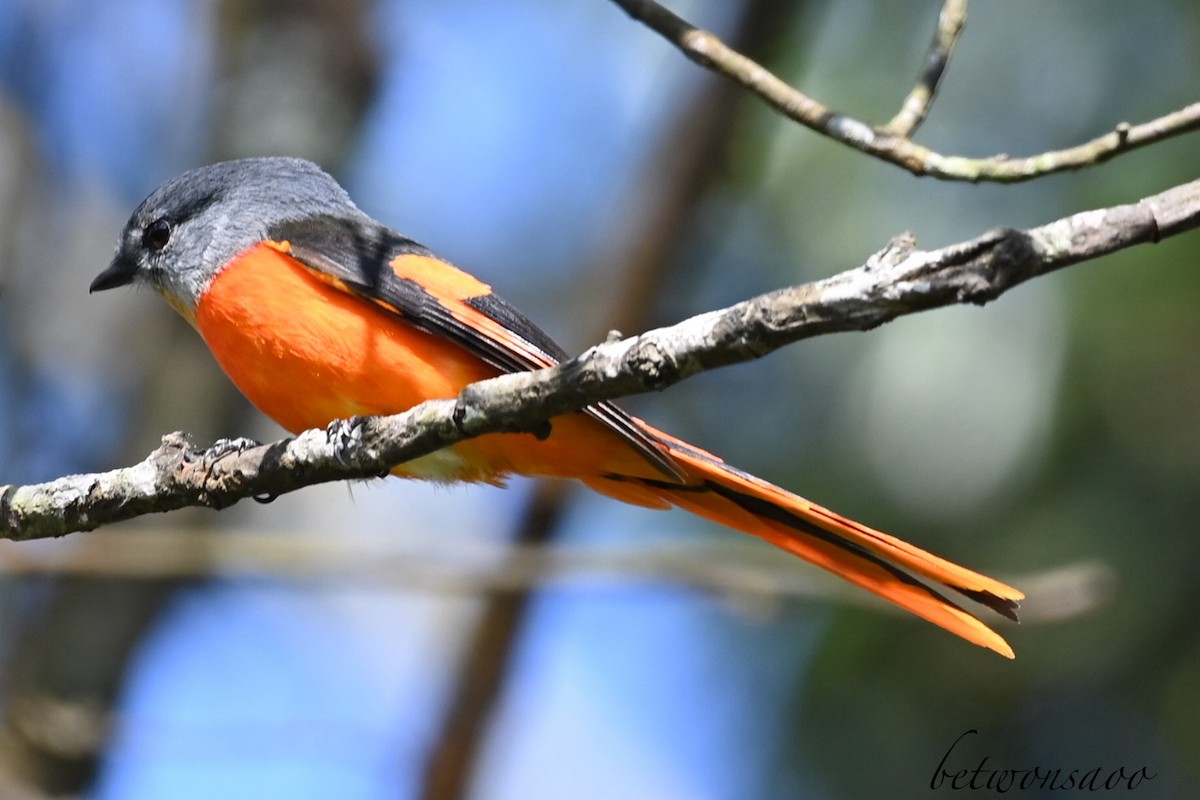 Gray-chinned Minivet - Betwonsaoo Passah